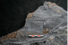 Foto (Detailansicht) von Syringodendron cyclostigma Brongniart (NHMW-GEO-2024-0188-11247)